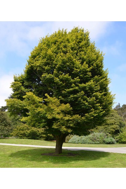 Граб обыкновенный солитер